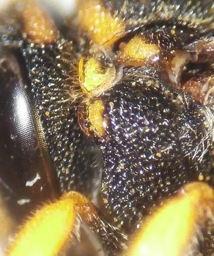 Réf. 242 778 : Anthidiellum strigatum
